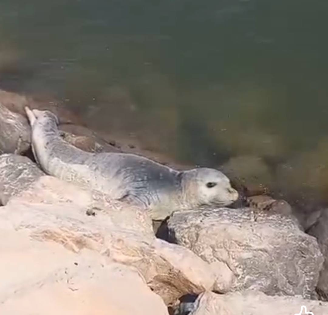 فقمة الراهب المتوسطية تزور أمهيريز