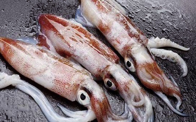 معهد البحث في الصيد البحري يوضح حول قرار حظر صيد “السيبيا”